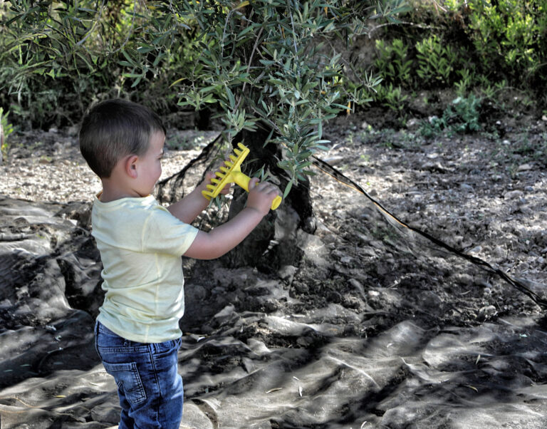 Un enfant gaule un olivier à Partaloa