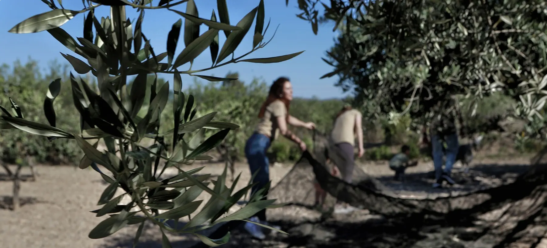Récolte des olives dans l’oliveraie de Partaloa